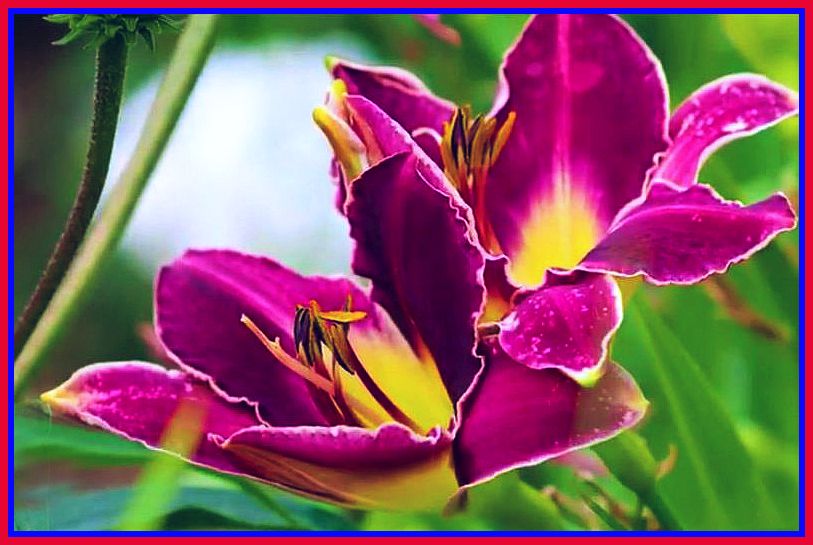 duklerote Orchidee